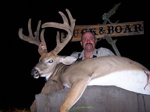 VELVET BUCK-163