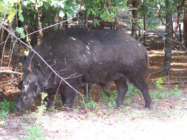 PURE EUROPEAN ( Russian ) BROOD STOCK, BREEDER BOARS AND SOWS